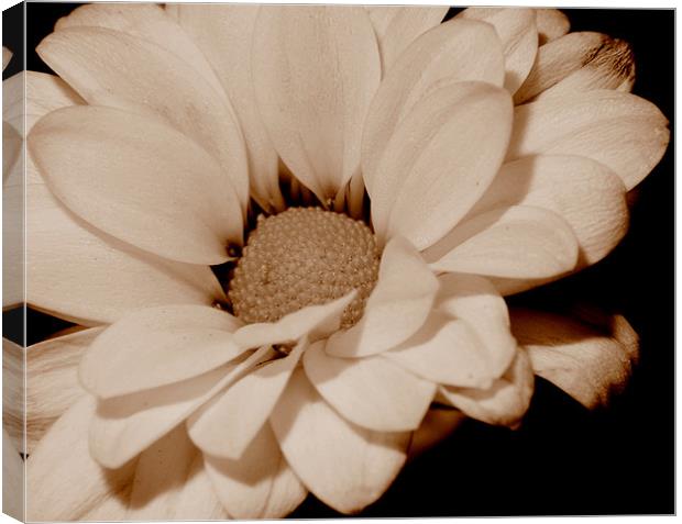 Sepia Bloom Canvas Print by Louise Godwin