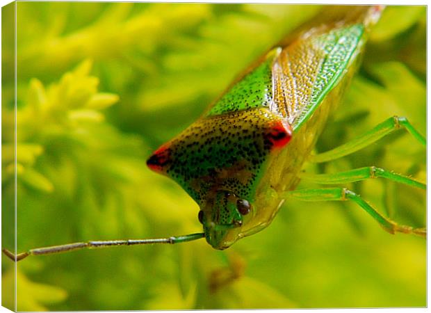 Hawthorn Shield Bug Canvas Print by Louise Godwin