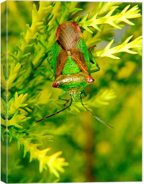 Hawthorn Shield Bug Canvas Print by Louise Godwin
