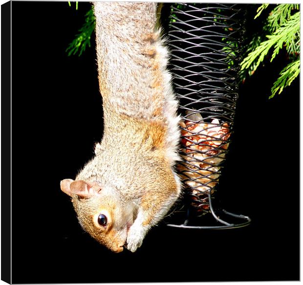 Squirrel Just Hanging  Canvas Print by Louise Godwin