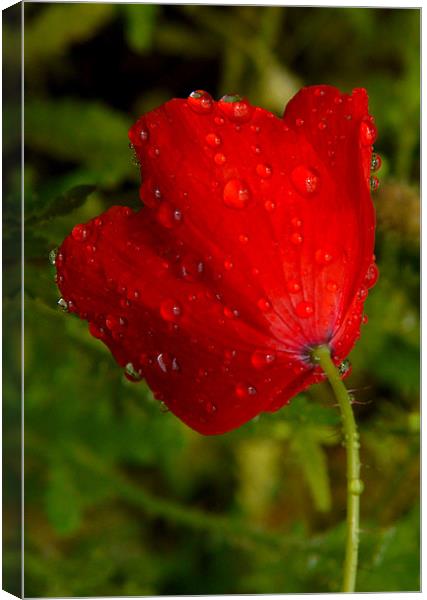 After The Rain Canvas Print by Louise Godwin