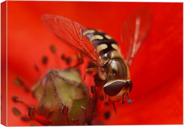 Hoverfly On A Poppy Canvas Print by Louise Godwin