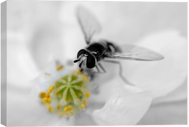 Black And White Hover Canvas Print by Louise Godwin
