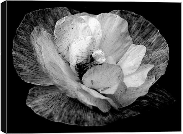Black And White Poppy Canvas Print by Louise Godwin