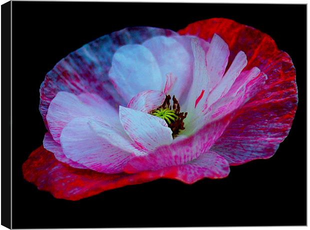 Abstract Poppy Canvas Print by Louise Godwin