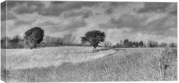 Countryscape Canvas Print by Louise Godwin
