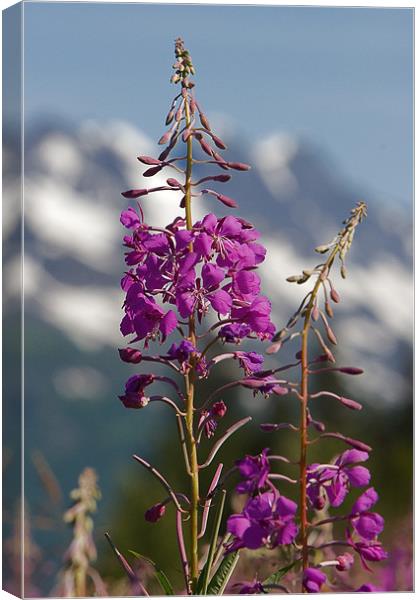 Fireweed Canvas Print by Thomas Schaeffer