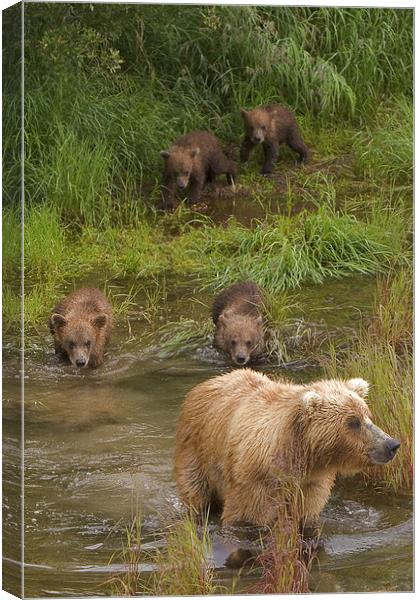 Bear family II Canvas Print by Thomas Schaeffer
