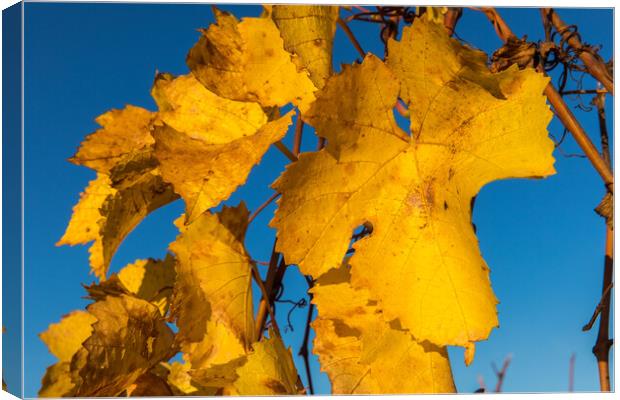 Fall wine leafes Canvas Print by Thomas Schaeffer