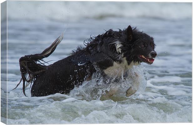 Border Collie in the water Canvas Print by Thomas Schaeffer
