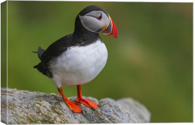 Puffin Canvas Print by Thomas Schaeffer