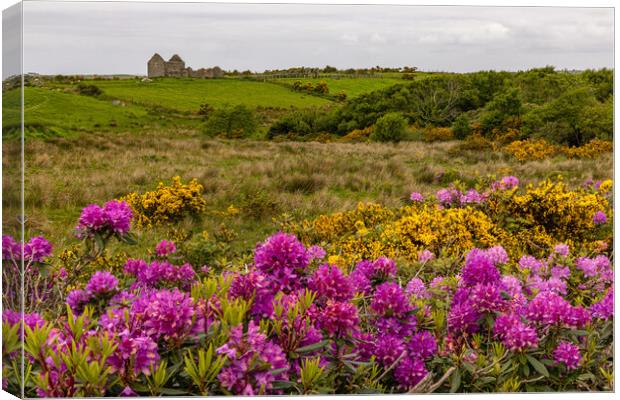 Rhododendronblüte in Mayo Canvas Print by Thomas Schaeffer