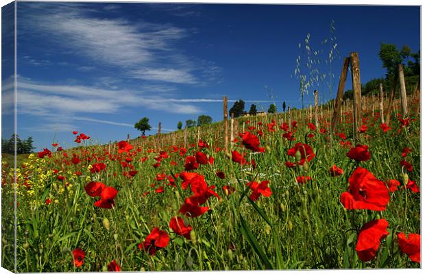 Toscana Canvas Print by Thomas Schaeffer