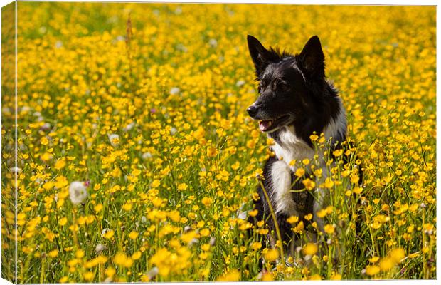 Dog in flowers Canvas Print by Thomas Schaeffer