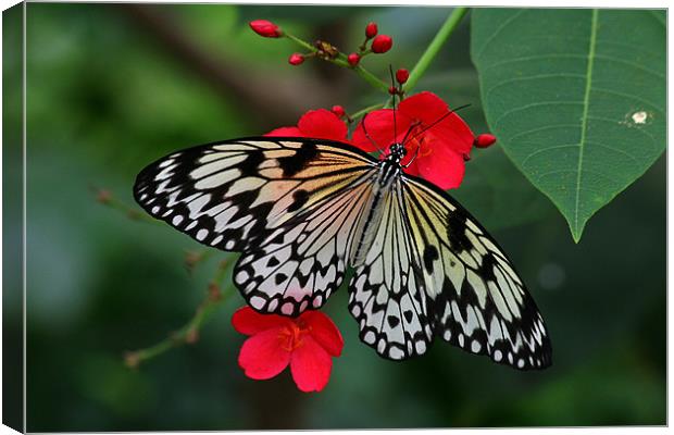 Butterfly Canvas Print by Thomas Schaeffer