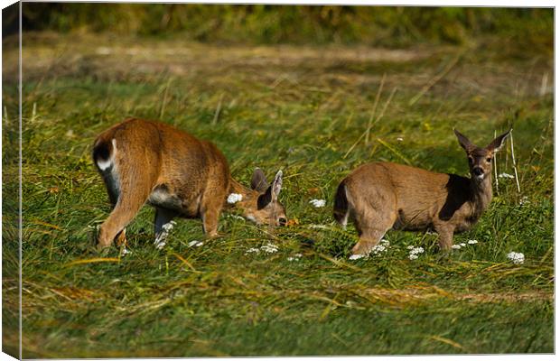 Deers in Glendale Cove Canvas Print by Thomas Schaeffer