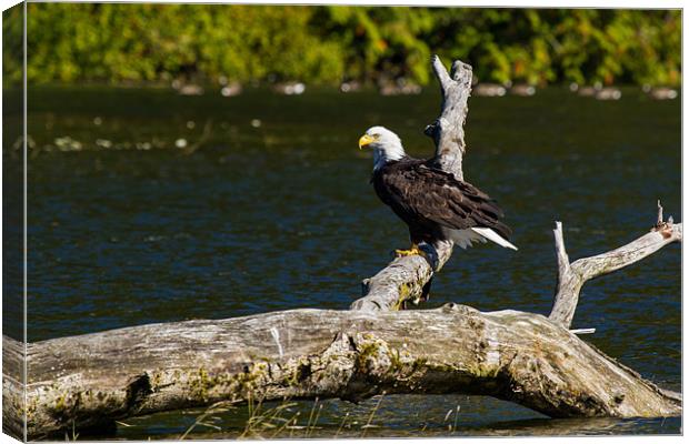 Bald eagle in Glendale Cove Canvas Print by Thomas Schaeffer