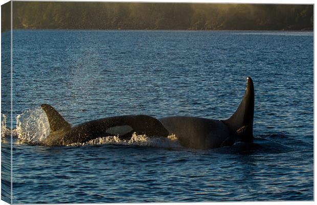 Orcas in Johnstone Strait at sunset Canvas Print by Thomas Schaeffer