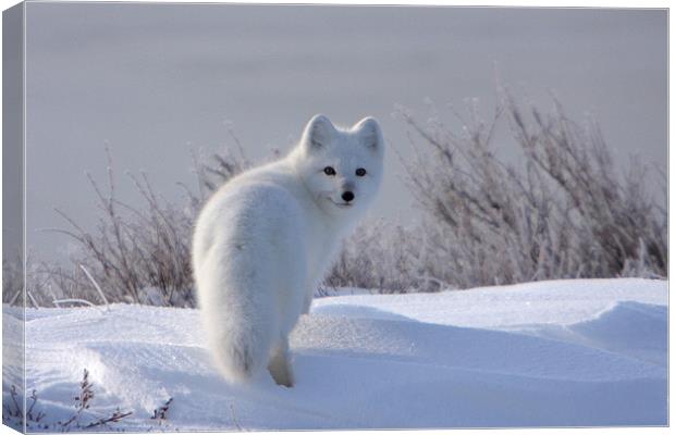 Arctic Fox  Canvas Print by Thomas Schaeffer