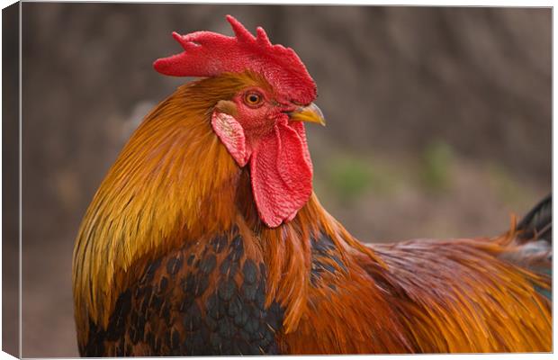 Rooster Canvas Print by Thomas Schaeffer