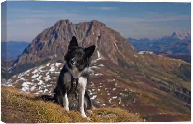 Border Collie in the mountains Canvas Print by Thomas Schaeffer