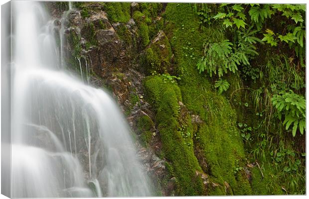 Mossy waterfall Canvas Print by Thomas Schaeffer