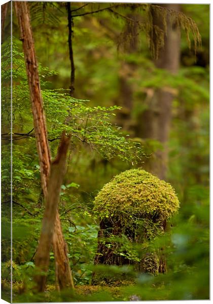 Rain forest Canvas Print by Thomas Schaeffer