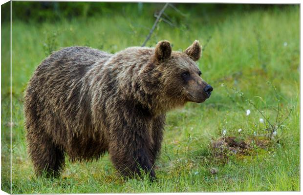 Brown bear in Martinselkonen Canvas Print by Thomas Schaeffer