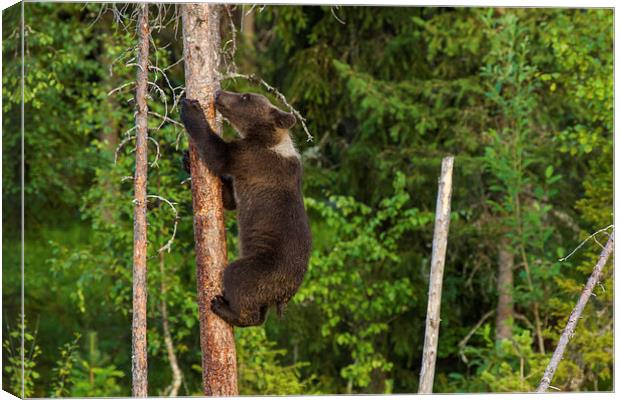 Climbing brown bear cub Canvas Print by Thomas Schaeffer