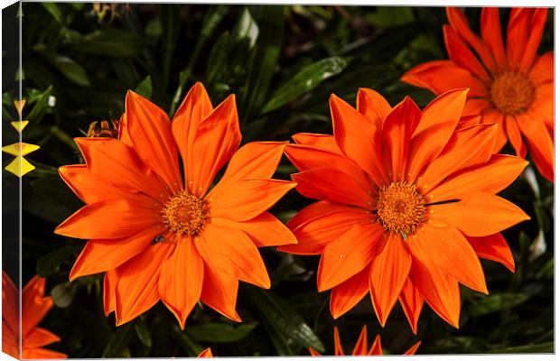 Red flowers Canvas Print by Thomas Schaeffer