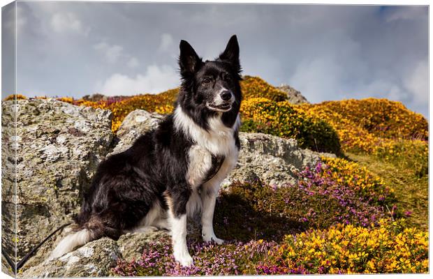 Braich y Pwll Border Collie Canvas Print by Thomas Schaeffer