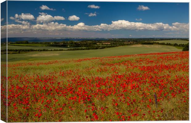 Poppy field Canvas Print by Thomas Schaeffer