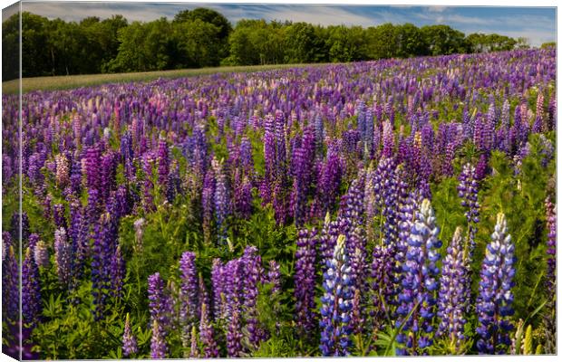 Lupines Canvas Print by Thomas Schaeffer