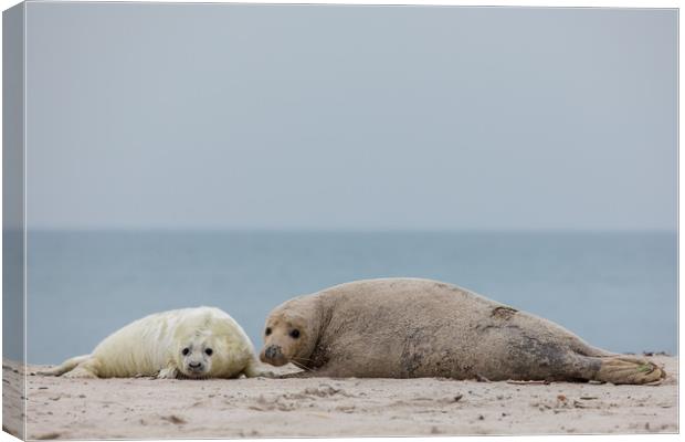 Seals on Helgoland Canvas Print by Thomas Schaeffer