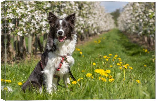 Border Collie in the spring Canvas Print by Thomas Schaeffer