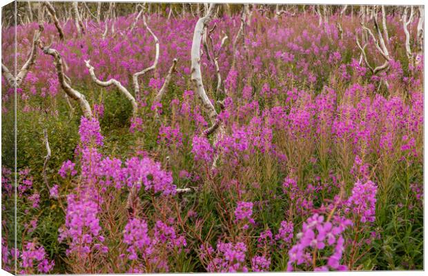 Fireweed  Canvas Print by Thomas Schaeffer