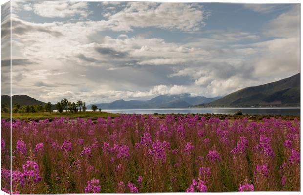 Fireweed at the Fjord Canvas Print by Thomas Schaeffer