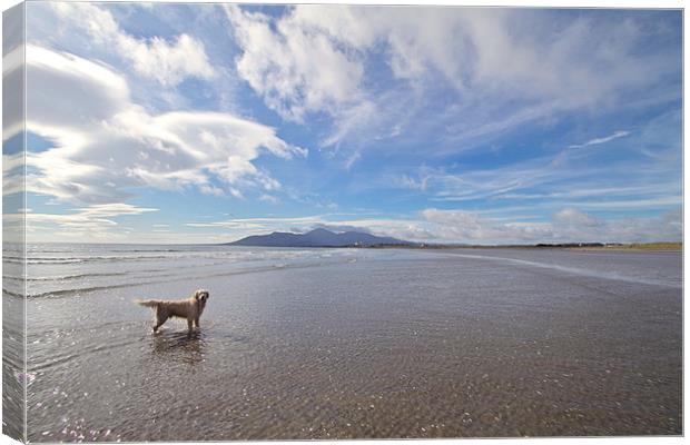 The Mournes from Tyrella Beach Canvas Print by pauline morris