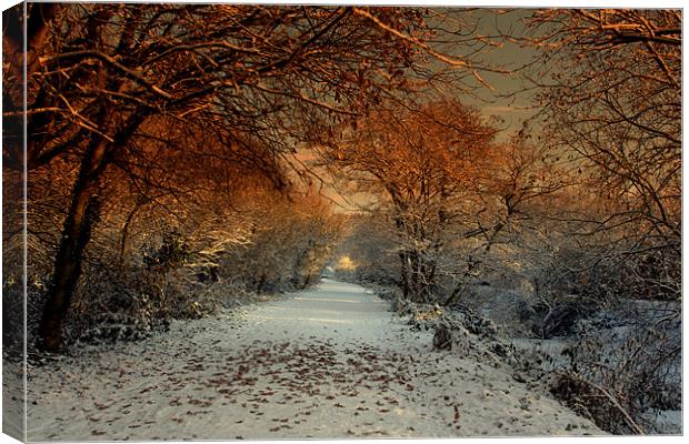Winter Colour Canvas Print by pauline morris