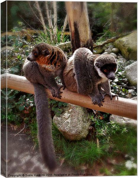 Mongoose Lemurs - Male and female Canvas Print by Susie Hawkins