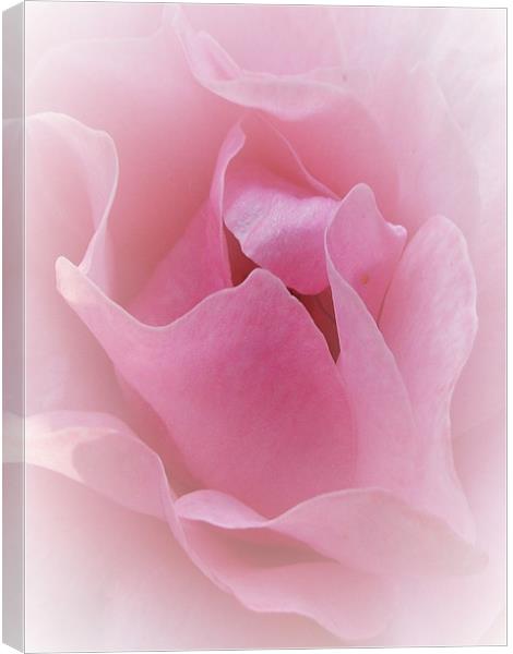Pretty in Pink Canvas Print by Susie Hawkins