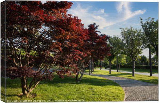 Park Galitskogo, Krasnodar, Russia Canvas Print by Vladimir Sidoropolev