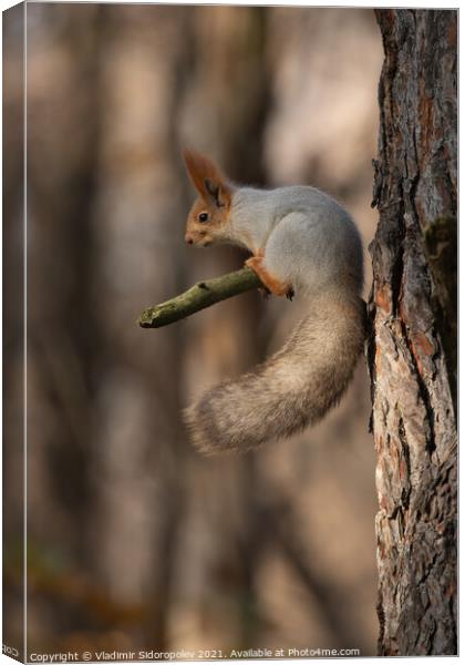 Squirrel on branch Canvas Print by Vladimir Sidoropolev