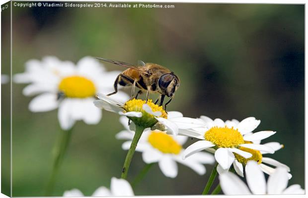  Bee on a flower Canvas Print by Vladimir Sidoropolev