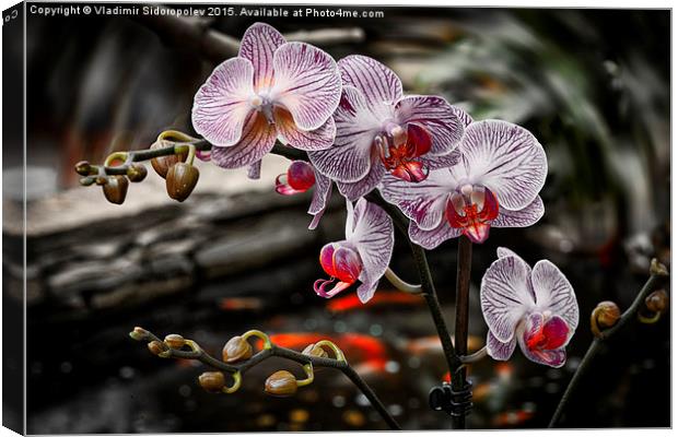  Orchid Canvas Print by Vladimir Sidoropolev