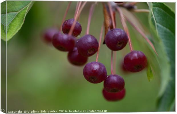 cherry  Canvas Print by Vladimir Sidoropolev