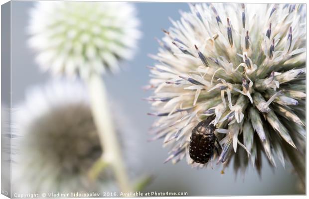 Beetle on a flower Canvas Print by Vladimir Sidoropolev