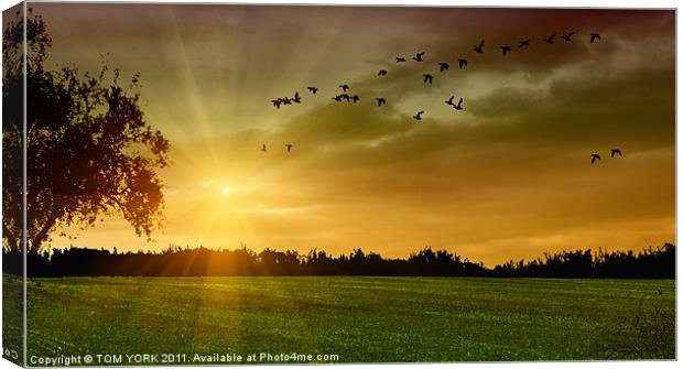 THE SUN'S LAST RAYS Canvas Print by Tom York