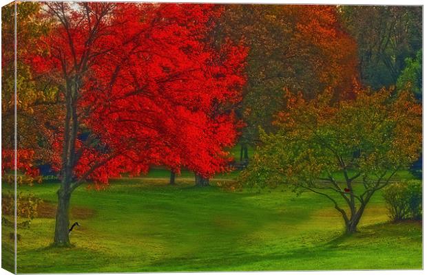 AUTUMN IN THE PARK Canvas Print by Tom York