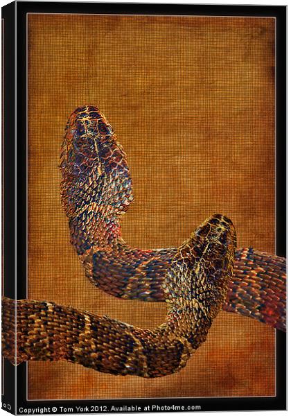 REPTILES Canvas Print by Tom York